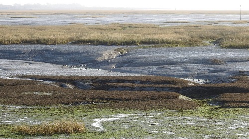Saltmarsh at Chichester Harbour. Photo courtesy of Wez Smith.